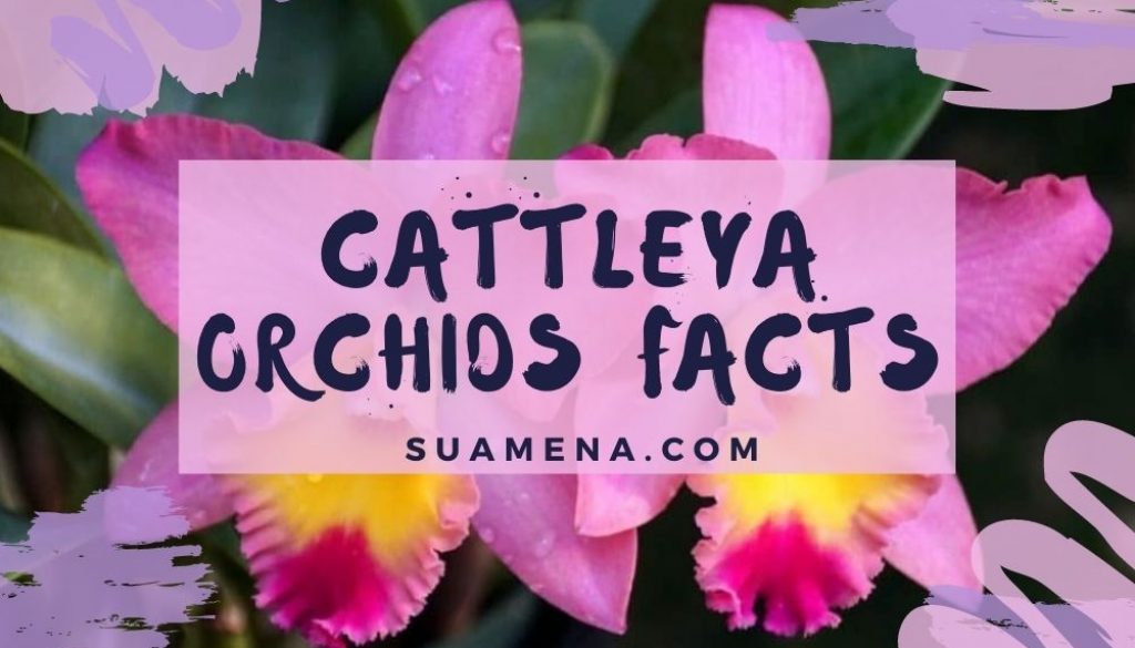 Cattleya Orchids Facts