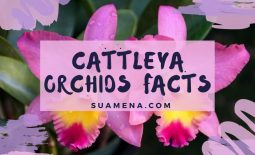 Cattleya Orchids Facts