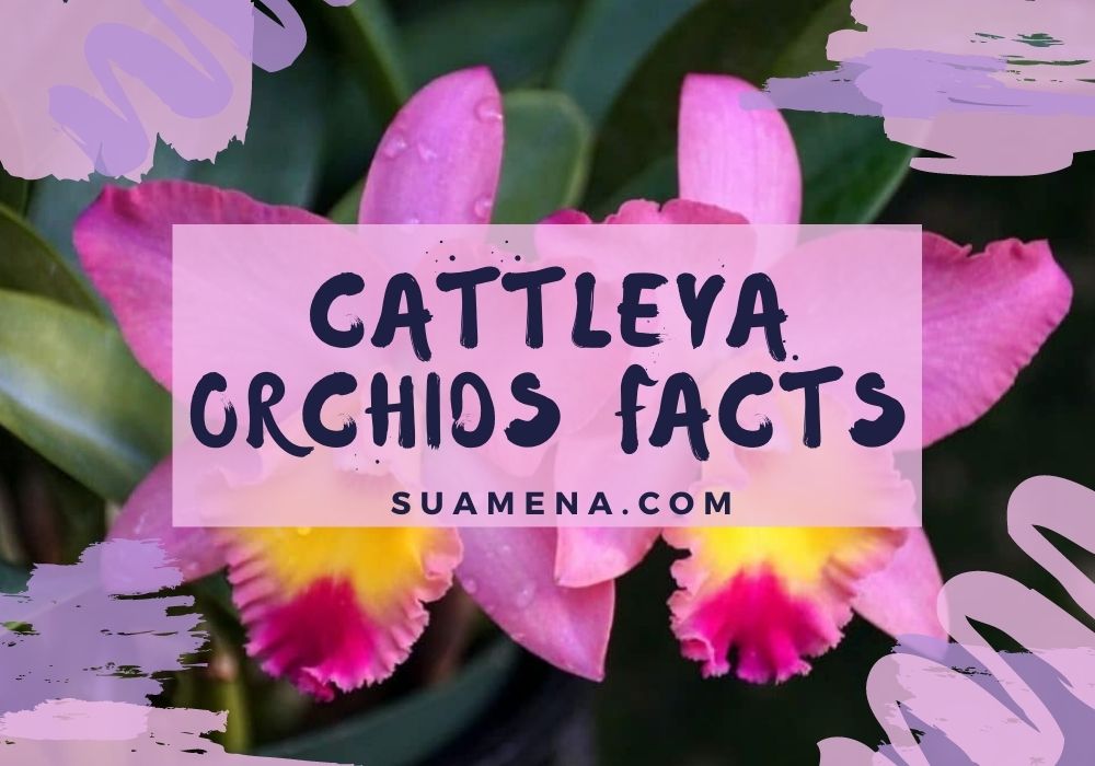 Cattleya Orchids Facts