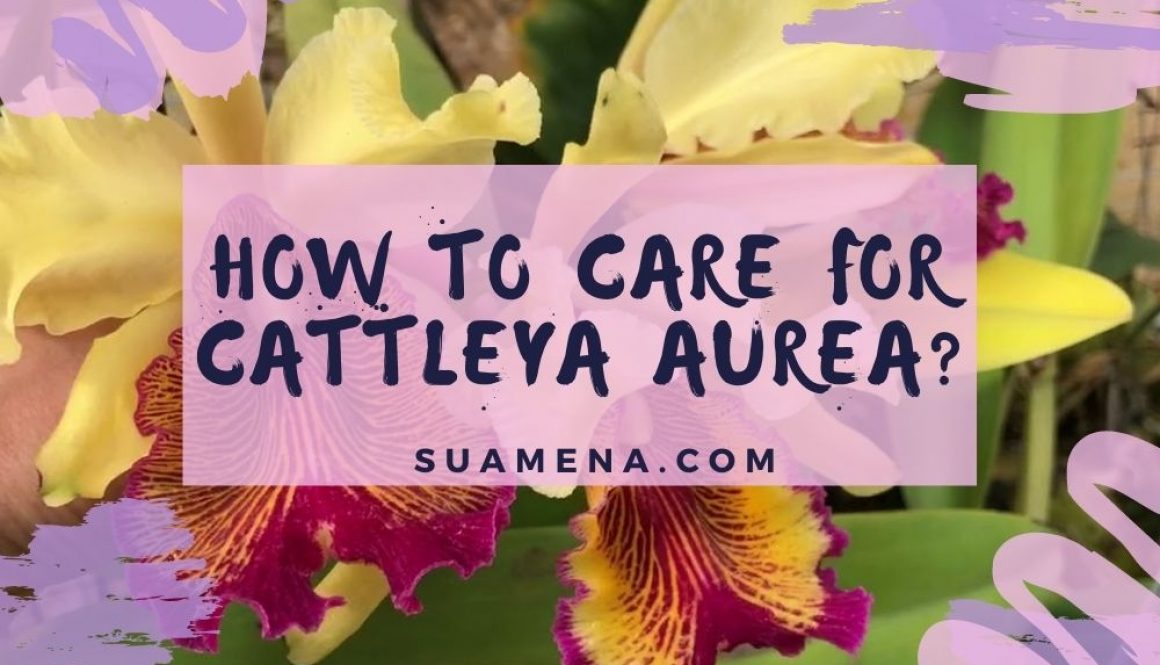 How to Care for Cattleya Aurea