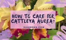 How to Care for Cattleya Aurea