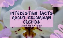 Interesting facts about Colombian orchids