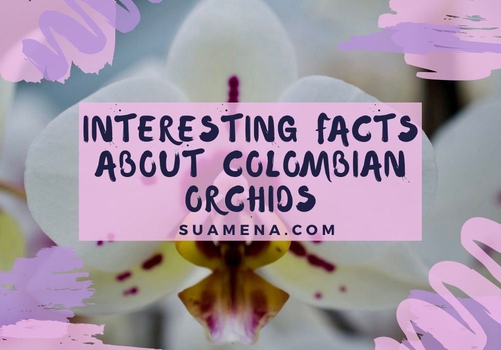 Interesting facts about Colombian orchids