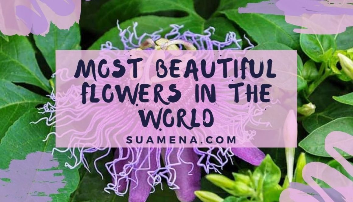 Most Beautiful Flowers In The World