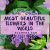 Most Beautiful Flowers In The World