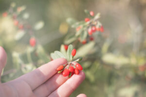 gogi berry cutting