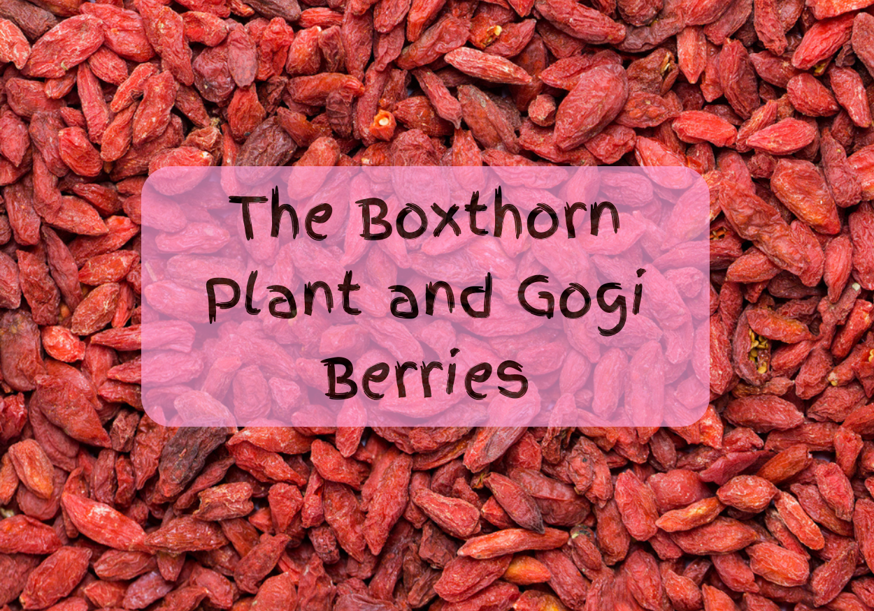 gogi berry title bg